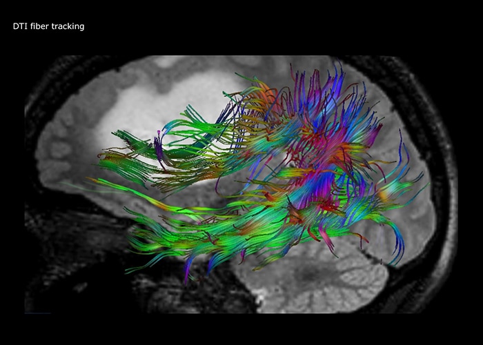uma imagem a cores de um pássaro