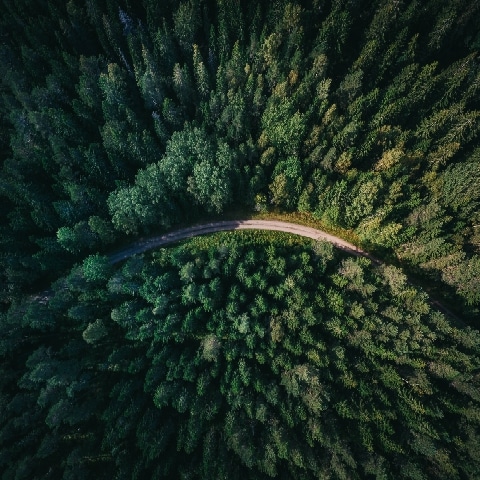 Uma estrada através de uma floresta