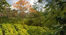 Os cafeeiros são cultivados em zonas do mundo tropicais e subtropicais.