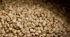As sementes das bagas de café vermelhas são extraídas e secas