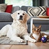 Alergia a pêlo de animais