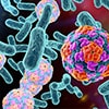 Alergia a bactérias
